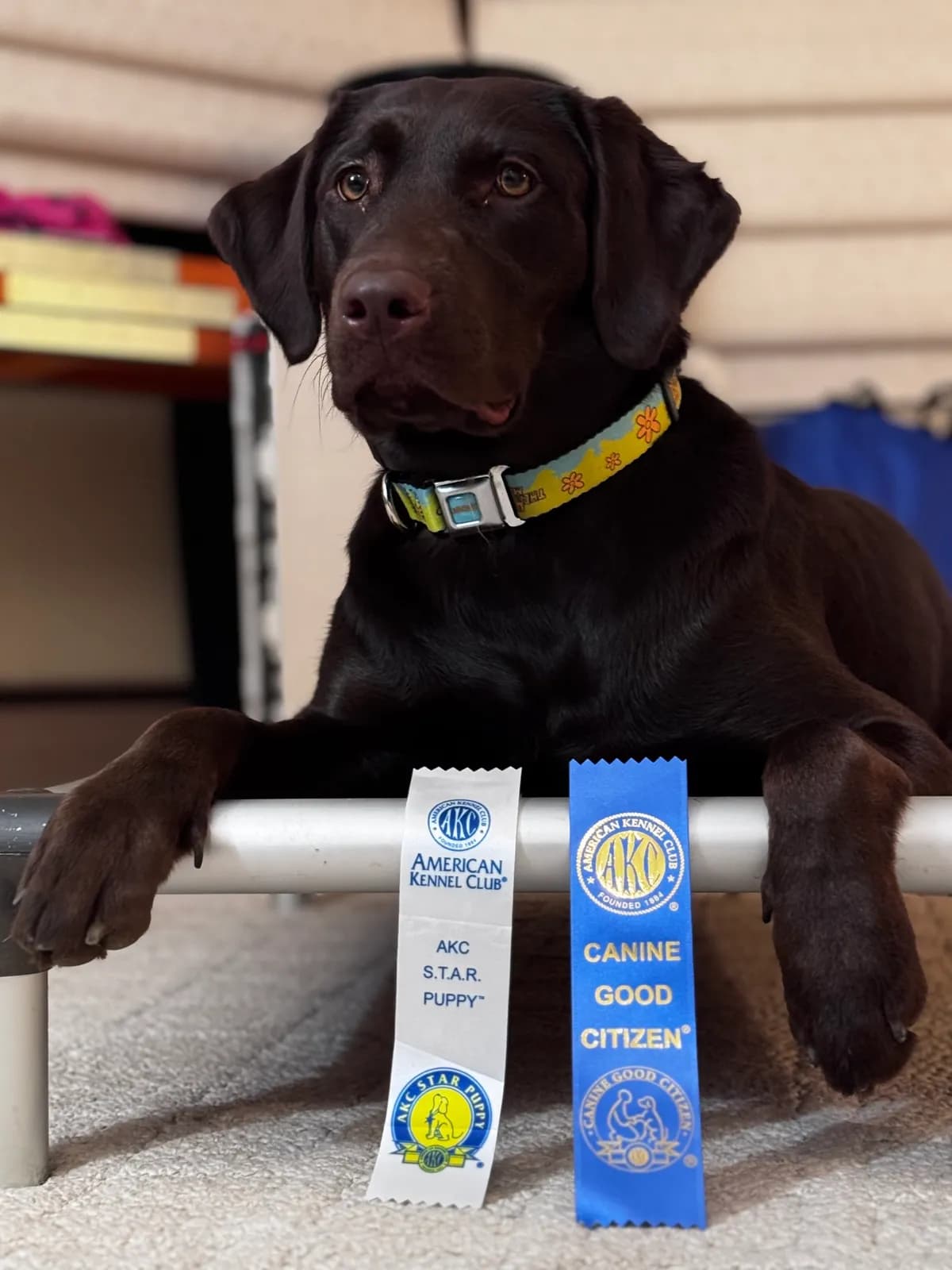Gracey, Lila's service dog